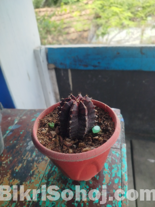 Moon Cactus